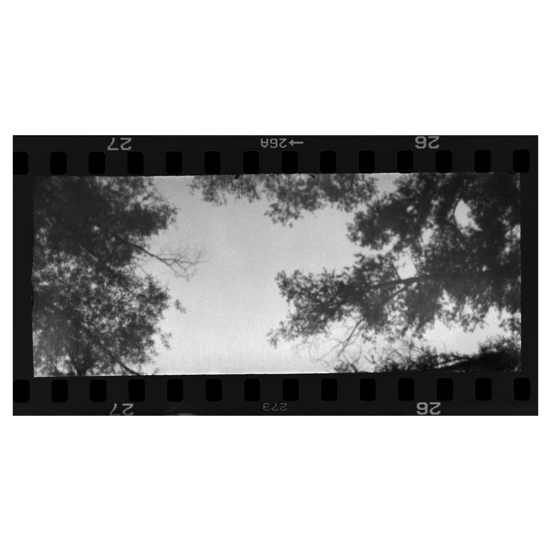 Scura1 3